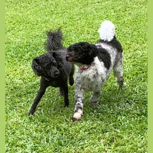 Photo of Boof And Cookie