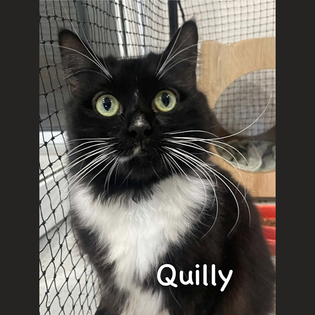 Photo of Quilly
