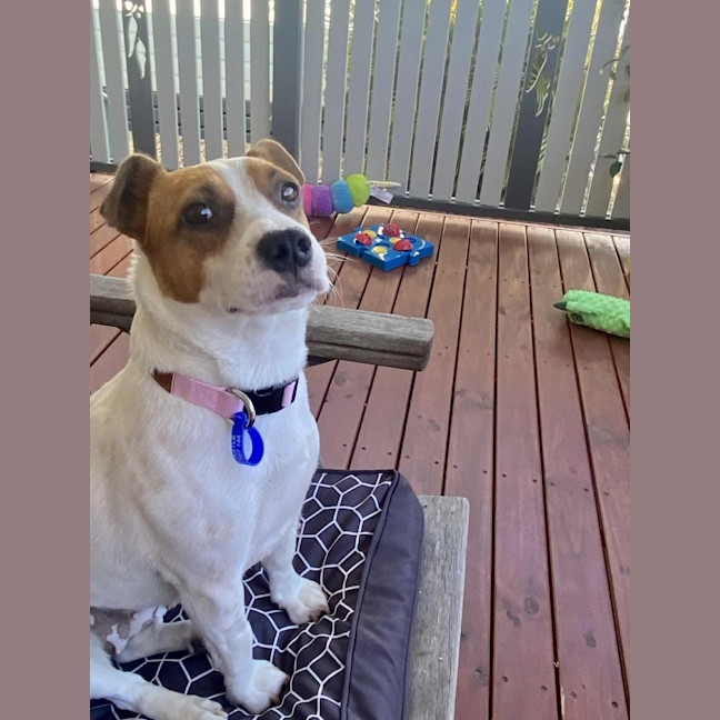 Photo of Roxy   2 Year Old Jack Russell