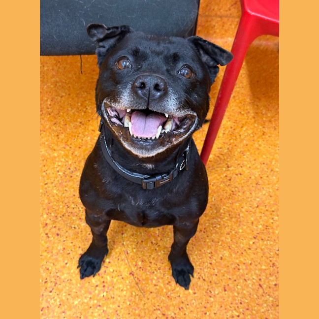 Photo of Shadow