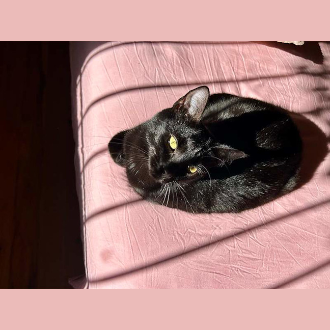 Photo of Salem