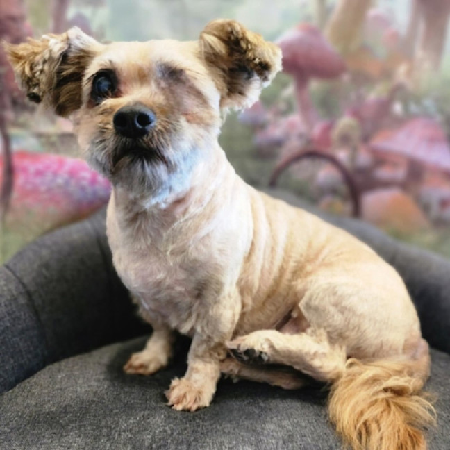 Photo of Rusty 
