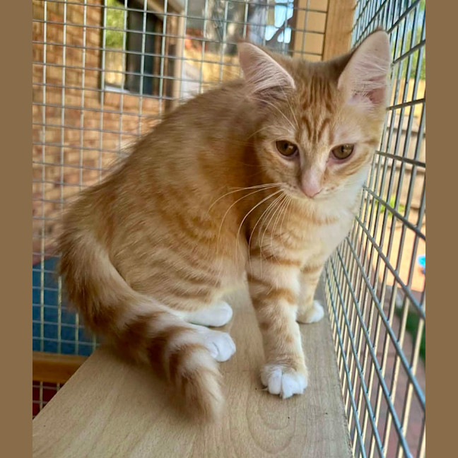 Photo of Tilly Torrens