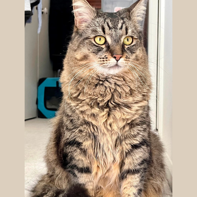 Photo of Poe ** 2nd Chance Cat Rescue**