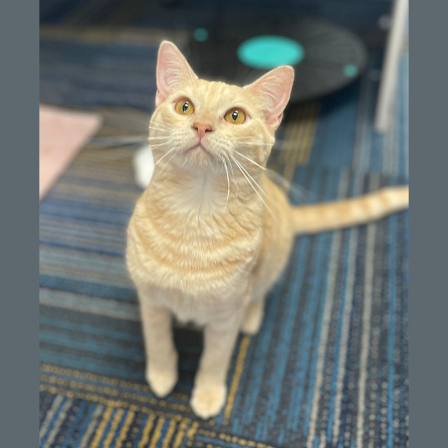 Photo of Loki