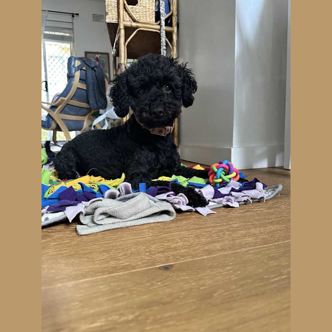 Photo of Smudge   8yom Mini Poodle, Male (On Trial 18/4/25)