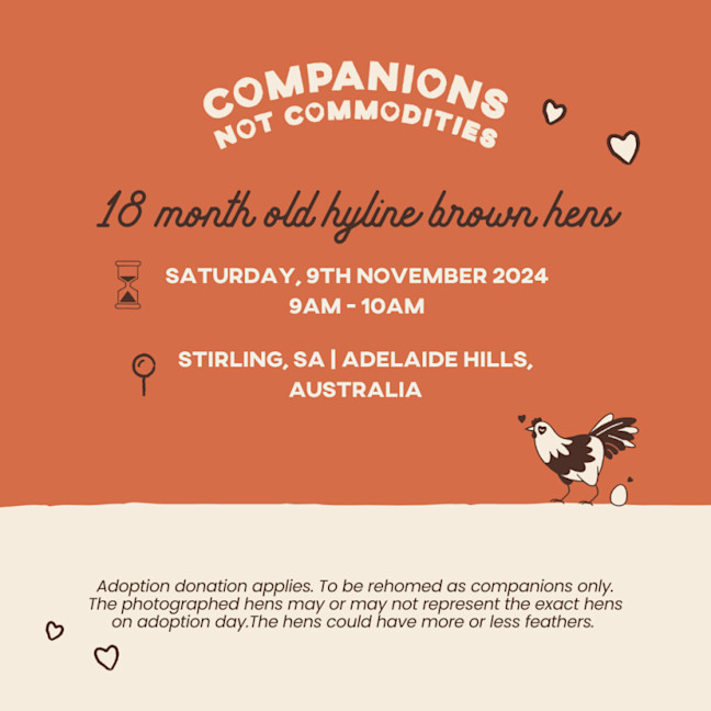 Photo of Stirling, Sa   Rescue Hens   Adoption Day