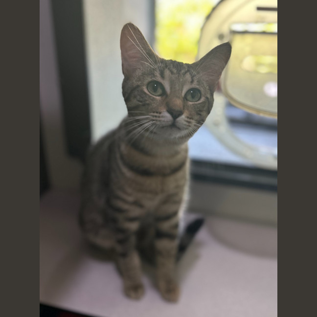 Photo of Hector