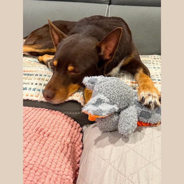 Photo of Cooper