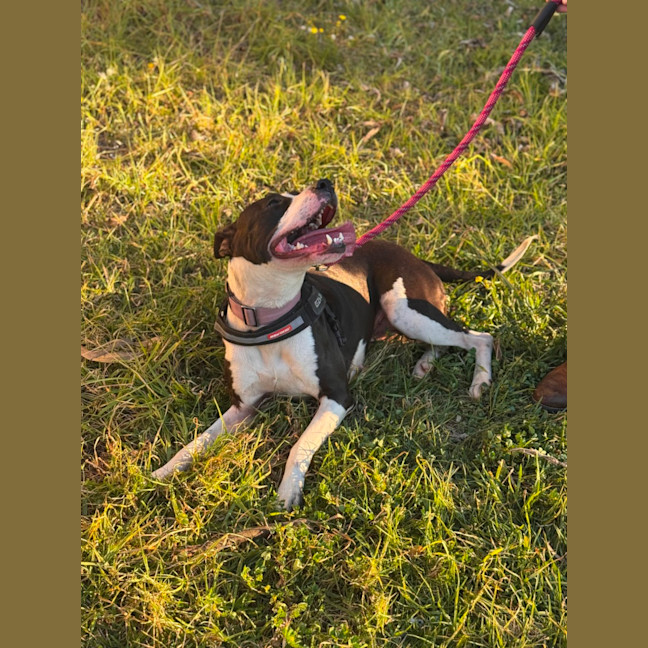 Photo of Stitch
