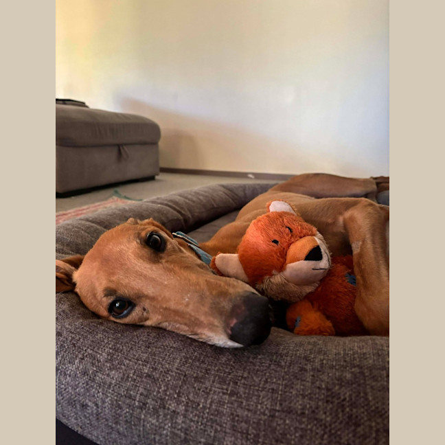 Photo of Sean, The Greyhound