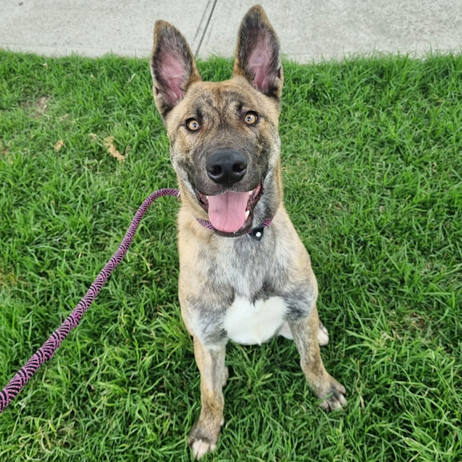 Photo of Louie 