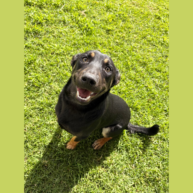 Photo of Dwayne 'The Dog' Johnson 