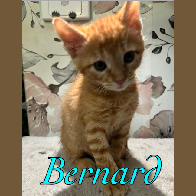 Photo of Bernard Armstrong 