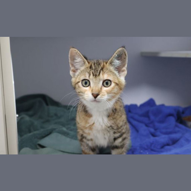 Photo of Olive