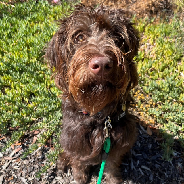 Photo of Hank