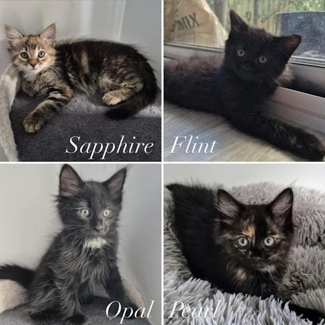 Photo of 11966/7/8/9   Sapphire, Flint, Pearl & Opal