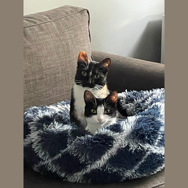 Photo of Molly & Nom Noms