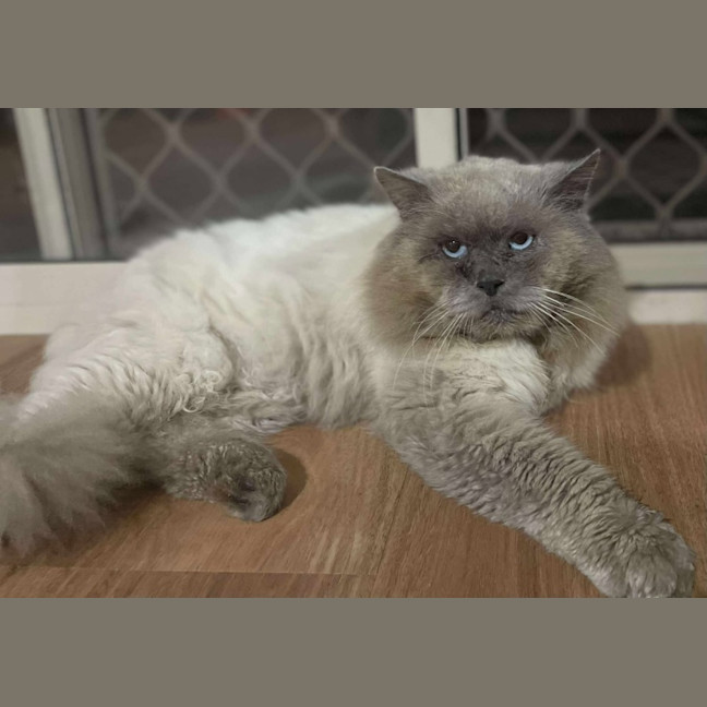 Photo of Sir Reginald Raggamuffin