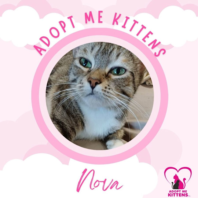 Photo of Nova