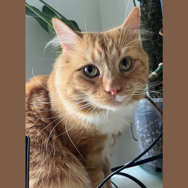 Photo of Gingernut