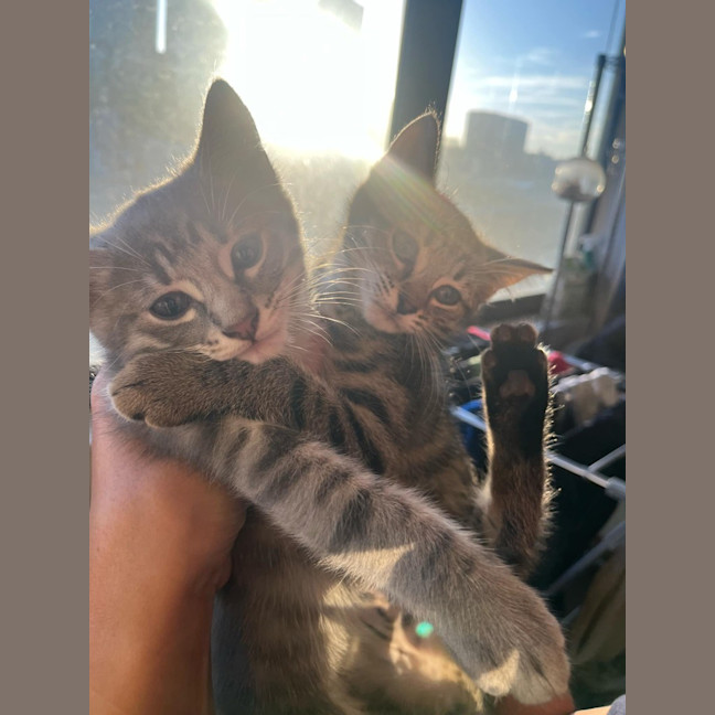 Photo of Mango / Slay