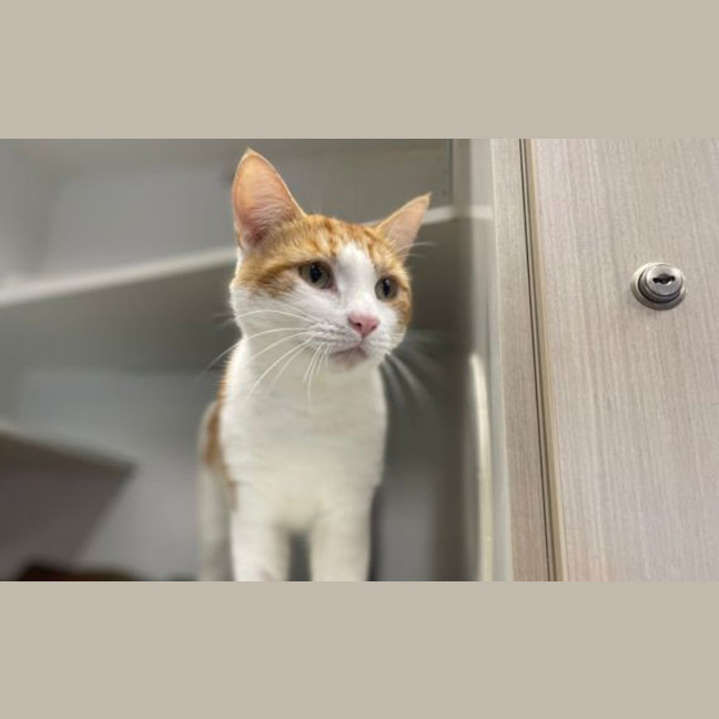 Photo of Sir Purrs