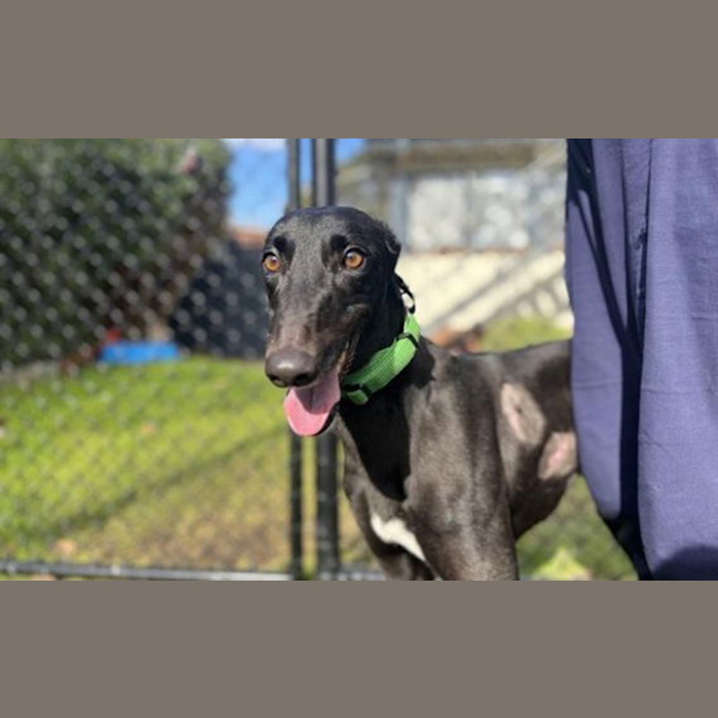 Photo of Blossom