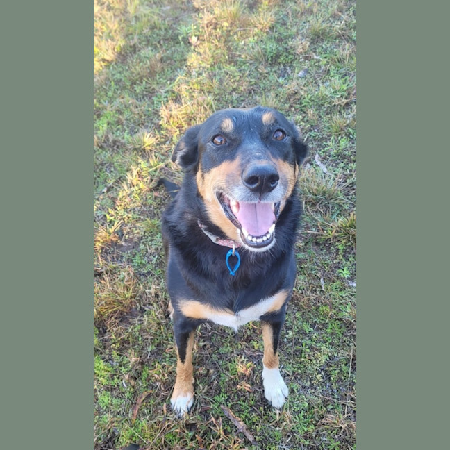 Photo of Layla *$350 Adoption Fee*