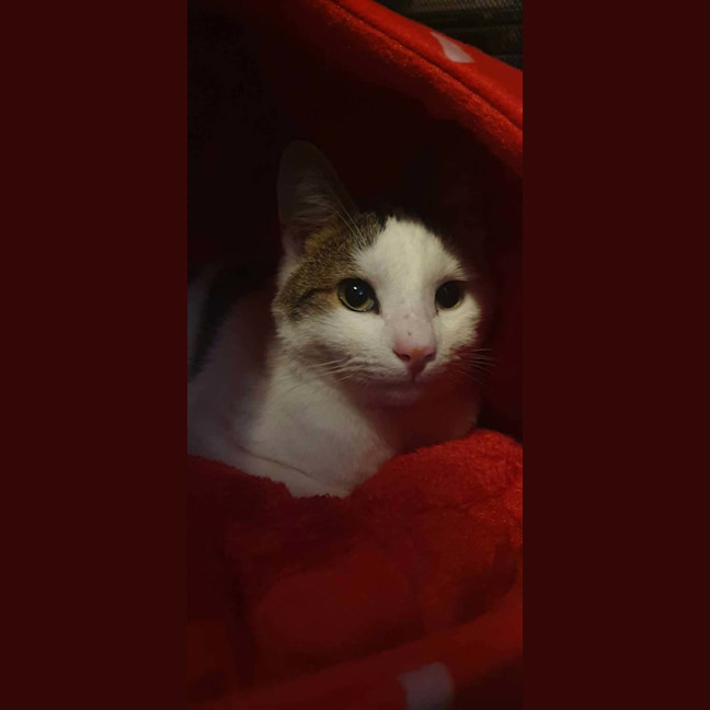 Photo of Shuno (Assisted Rehome)