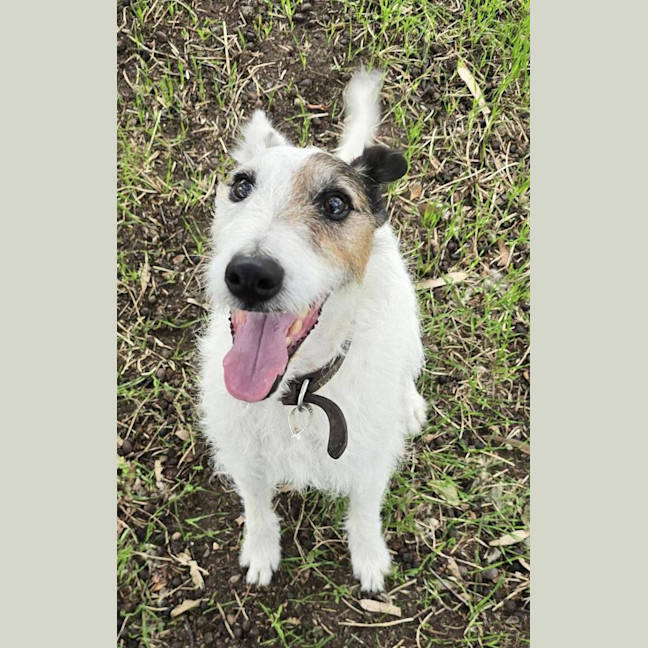 Photo of Paddy ( The Tall Terrier )