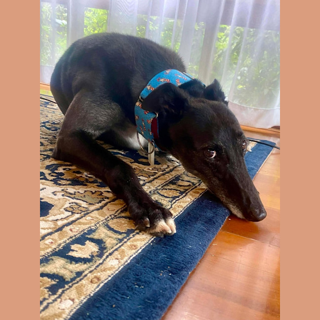 Photo of Jenny, They Greyhound