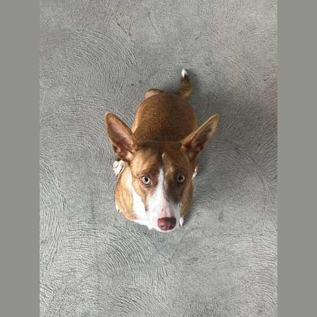 Photo of Eclair