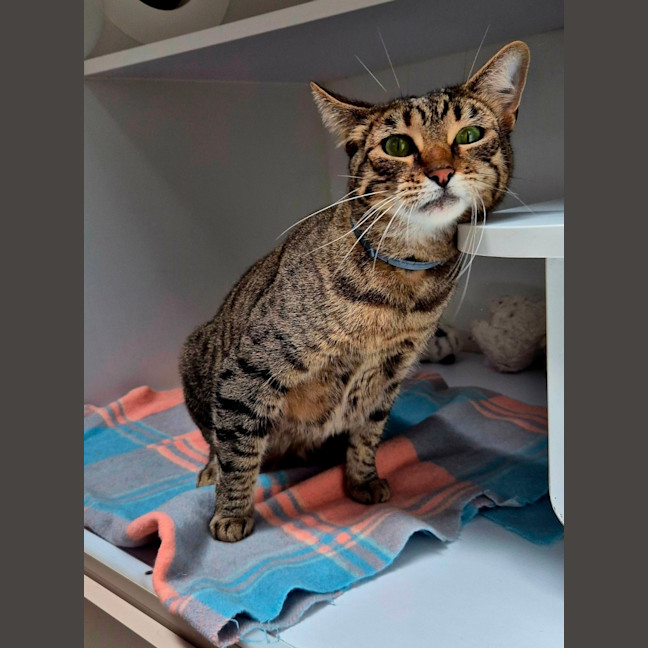 Photo of Linda (6749)