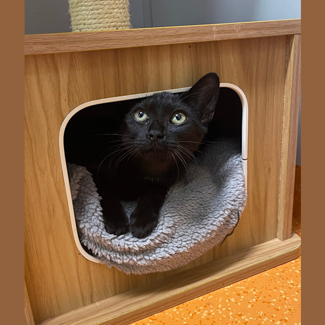 Photo of Sweetpea 