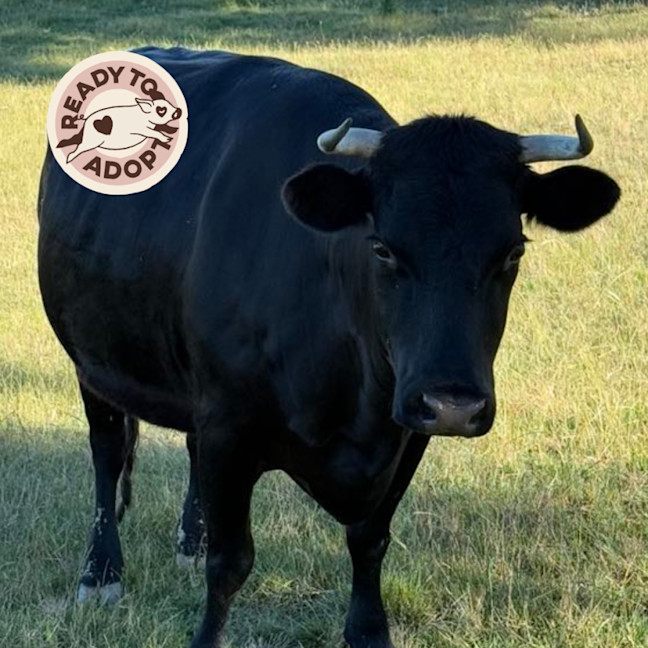 Photo of Blossom, Betsy & Toby