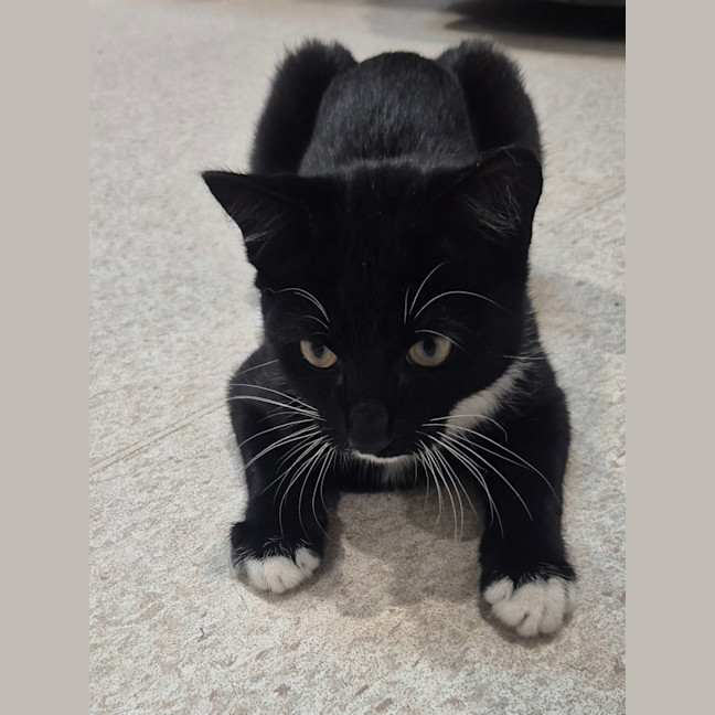 Photo of Onyx (0032)