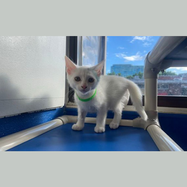 Photo of Smudge
