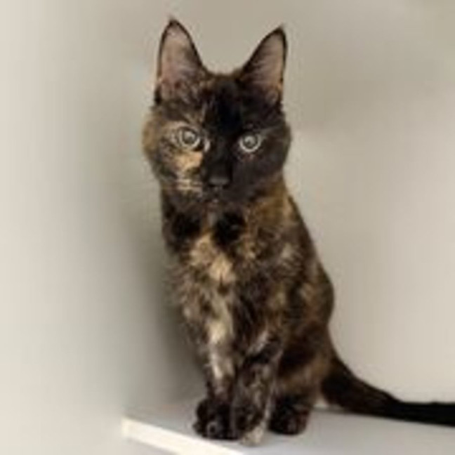 Photo of Mavis 