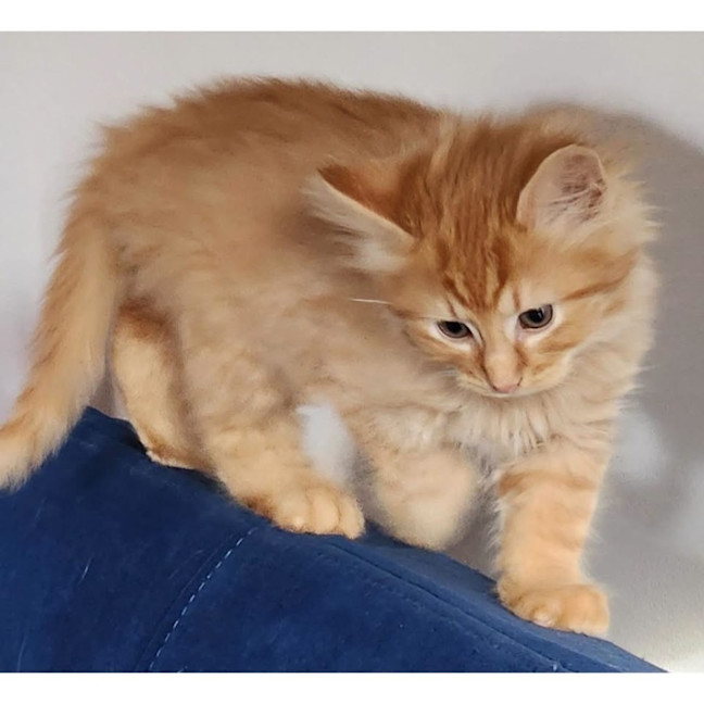 Photo of 14214   Copper