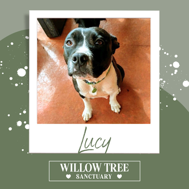 Photo of Lucy