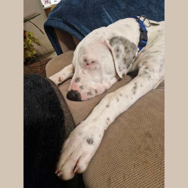 Photo of Asher