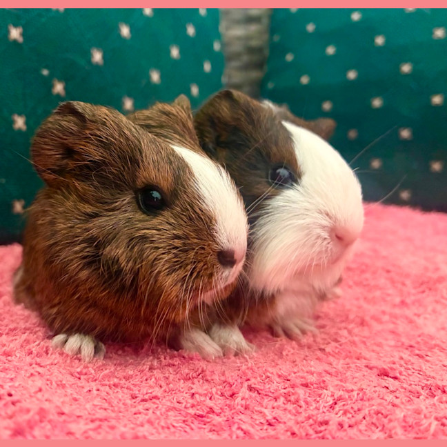 Photo of Walnut And Oakley