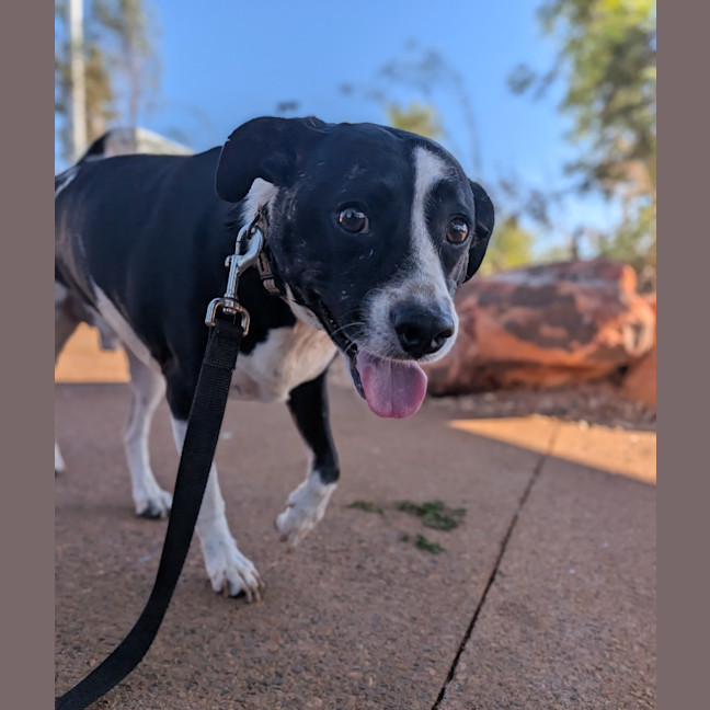 Photo of Gidgy (Buster)