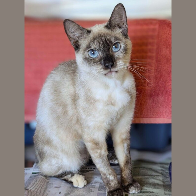 Photo of Chai