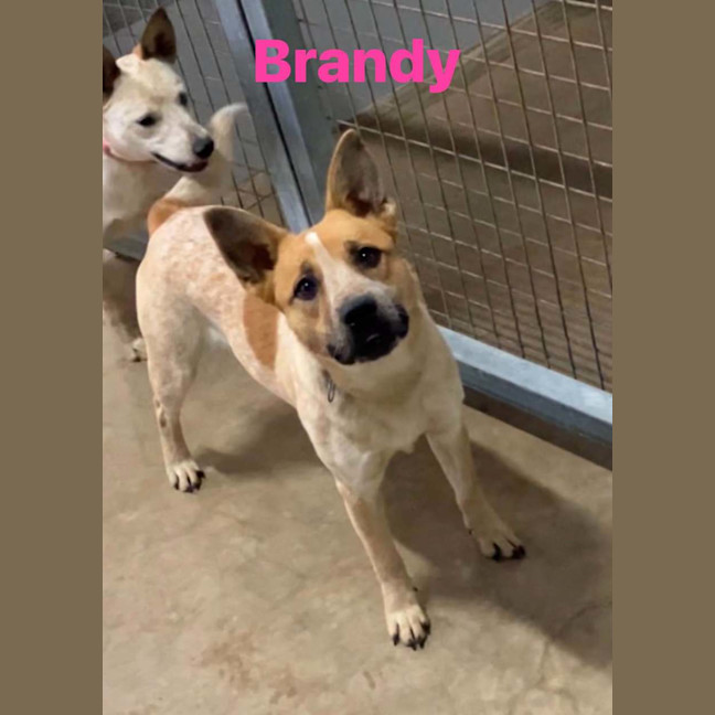 Photo of Brandy & Berry