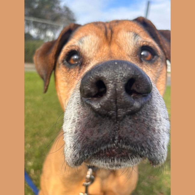 Photo of Bodhi