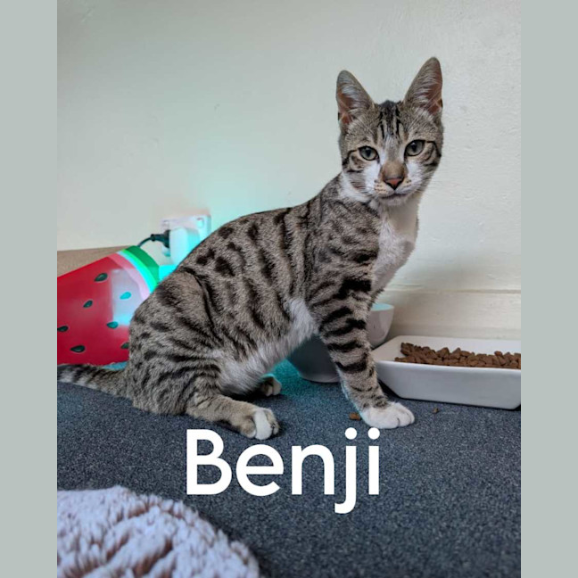 Photo of Benji