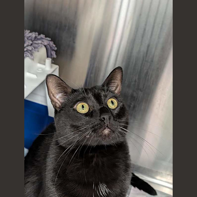 Photo of Salem