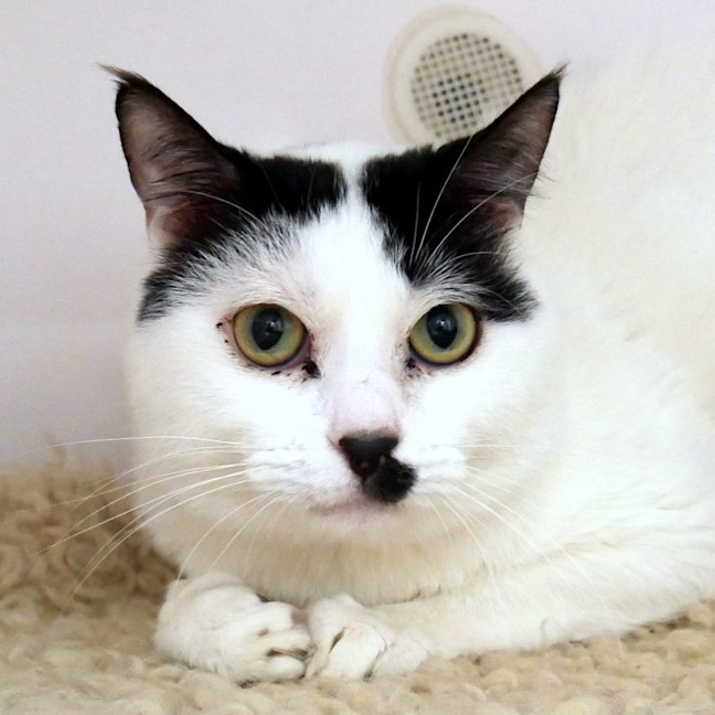 Photo of Chaplin Sta012252